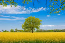 Năm 2022, 4 con giáp nỗ lực không uổng phí, thoát nghèo thành công 