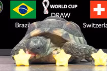 Mèo tiên tri, thần rùa dự đoán tỉ số World Cup 2022 28/11