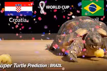 Mèo tiên tri, thần rùa dự đoán tỉ số World Cup 2022 ngày 9 - 10/12