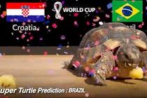 Mèo tiên tri, thần rùa dự đoán tỉ số World Cup 2022 ngày 9 - 10/12