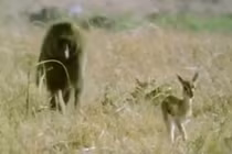 Khỉ đầu chó liều mình cứu sống linh dương Gazen