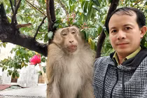 “Thu phục” khỉ đuôi lợn 8 kg quậy tung ở TP.HCM