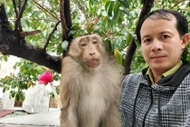 “Thu phục” khỉ đuôi lợn 8 kg quậy tung ở TP.HCM