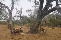 Khi báo hoa mai trở thành con mồi của chó hoang