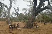 Khi báo hoa mai trở thành con mồi của chó hoang