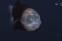 Giật mình 12 sinh vật kỳ quái ẩn mình dưới đáy biển sâu 