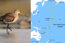 Một con chim bay 13.560 km không dừng, phá kỷ lục thế giới