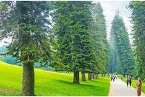 “Góc nghiêng bí ẩn” của loài cây luôn hướng về phía xích đạo