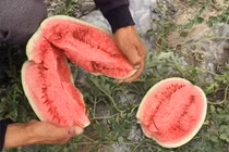 Dưa hấu mọc từ kẽ đá như “mỏ vàng“: Sao tuyệt nhiên không nhân rộng? 