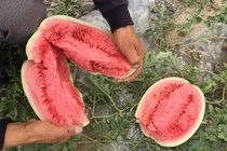 Dưa hấu mọc từ kẽ đá như “mỏ vàng“: Sao tuyệt nhiên không nhân rộng? 