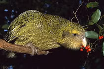 4 loài động vật đang bên bờ tuyệt chủng, chuyên gia lo "ngay ngáy" 