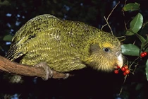 4 loài động vật đang bên bờ tuyệt chủng, chuyên gia lo "ngay ngáy" 