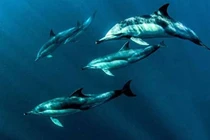 Xúc động đàn cá heo “hộ tống” cô bé 15 tuổi bị đuối nước