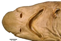 Chân dung loài cá mập quái dị chưa từng thấy trên thế giới