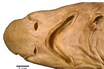 Chân dung loài cá mập quái dị chưa từng thấy trên thế giới