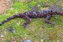 Ngắm nghía loài tắc kè hiếm - độc - lạ mới phát hiện ở Việt Nam