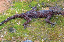 Ngắm nghía loài tắc kè hiếm - độc - lạ mới phát hiện ở Việt Nam