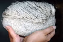 Nhặt được viên đá "mọc tóc bạc phơ”, chuyên gia phong tỏa cả làng