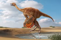 Phát hiện hóa thạch 85 triệu tuổi loài khủng long giống “đà điểu khổng lồ“