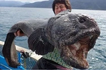 4 “quái vật” dị nhất thế giới náu mình dưới đáy biển sâu 