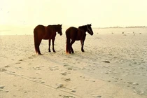 Sa mạc “đắt” nhất Trung Quốc, đổi 1kg gạo lấy 1kg cát không được?