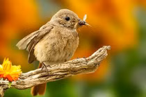 Vượng quý nhân, 3 con giáp được lòng mọi người, tài lộc tự nhiên đến