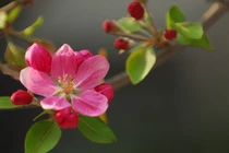 Sau tháng 10, 4 con giáp làm việc chăm chỉ, đón vụ mùa bội thu