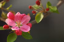 Sau tháng 10, 4 con giáp làm việc chăm chỉ, đón vụ mùa bội thu