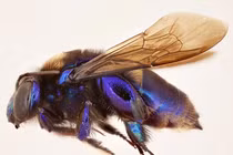 Phát hiện loài ong phong lan mới tại Mexico