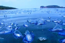 Bí ẩn 4 hiện tượng kỳ quái nhất Trái Đất, khoa học bó tay