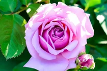 Trẻ sinh vào 3 tháng Âm lịch này là báu vật của gia đình