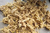 Thứ mọc dại ở Việt Nam tưởng bỏ đi lại là sâm cực hiếm