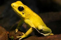 Sinh vật tý hon sở hữu làn da kịch độc, động vào là toi mạng 