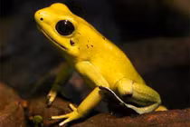 Sinh vật tý hon sở hữu làn da kịch độc, động vào là toi mạng 