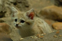 Lụi tim với 4 loài động vật nhỏ nhắn đáng yêu nhất sa mạc