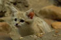 Lụi tim với 4 loài động vật nhỏ nhắn đáng yêu nhất sa mạc