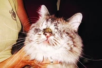 Những chú mèo kỳ lạ cứ ngỡ chỉ có trong truyện tranh