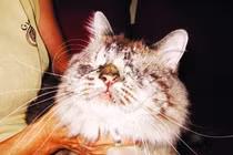 Những chú mèo kỳ lạ cứ ngỡ chỉ có trong truyện tranh