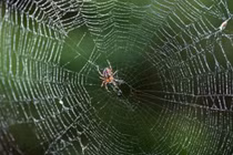  Cách đuổi nhện: Công thức độc đáo chỉ với vỏ cam