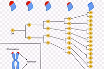 Giải mã thú vị: Vì sao con người chỉ sống tới 125 tuổi? 