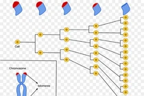 Giải mã thú vị: Vì sao con người chỉ sống tới 125 tuổi? 