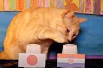 Mèo Sam, thần rùa tiên tri tỉ số World Cup 2022 ngày 5 - 6/12