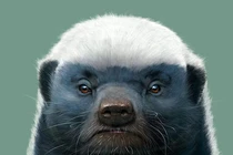 Bất ngờ 4 động vật nhìn cực dễ thương nhưng vô cùng hung dữ