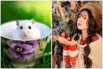 4 tuổi cung hỷ phát tài '2023 hóa rồng, 2024 hóa phượng'