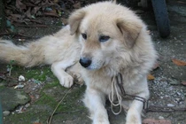 Điểm danh “Bộ tứ quốc khuyển” cực quý của Việt Nam