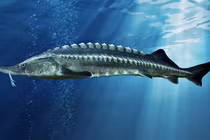 Loài “cá hoàng gia” xưa thuộc về vua, nay cả thế giới ưa chuộng 