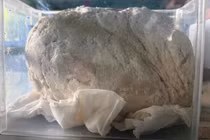 Vật lạ nghi long diên hương ở Huế quý - hiếm - đắt giá cỡ nào? 