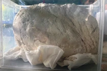 Vật lạ nghi long diên hương ở Huế quý - hiếm - đắt giá cỡ nào? 