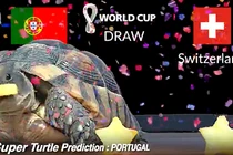 Thần rùa, đại bàng Romeo tiên tri tỉ số World Cup 2022 ngày 6 - 7/12
