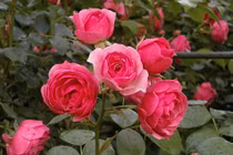 Ngày sinh Âm lịch kết thúc bằng 4 số này, hậu vận ấm êm